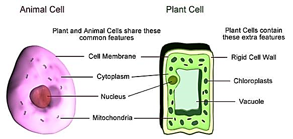 Cell structure and organization – Bioleaves